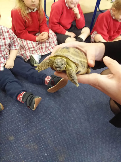Mo the Tortoise, Copthill School