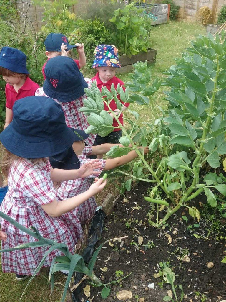 Broad Beans, Copthill School