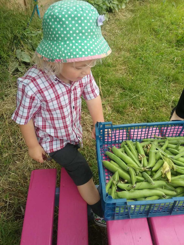 Broad Beans, Copthill School