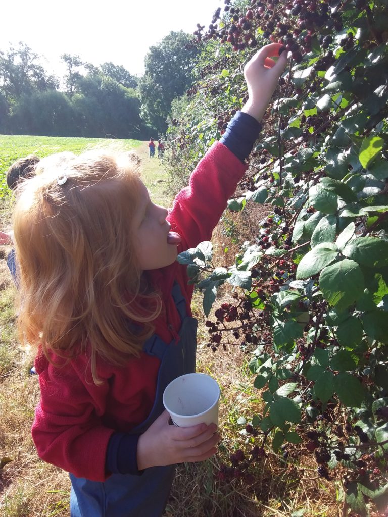 Blackberry picking, Copthill School