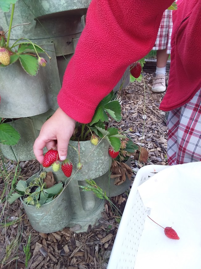 Strawberry Picking, Copthill School