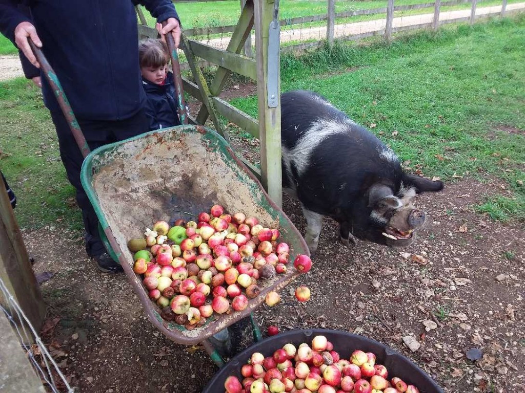 Harvesting the Apples, Copthill School