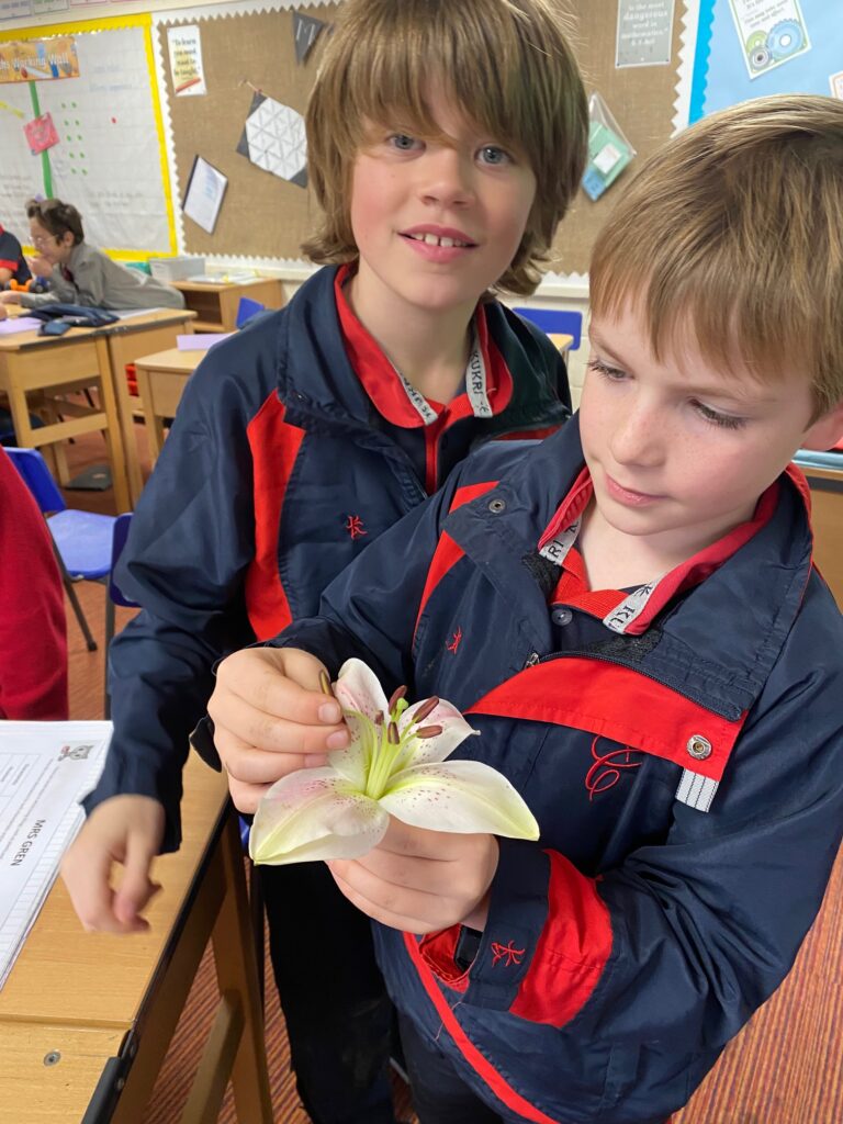 Dissecting Flowers!, Copthill School