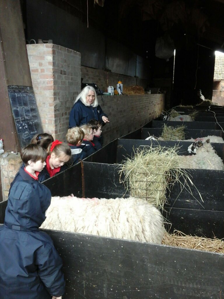 Visiting the Spring Lambs!, Copthill School