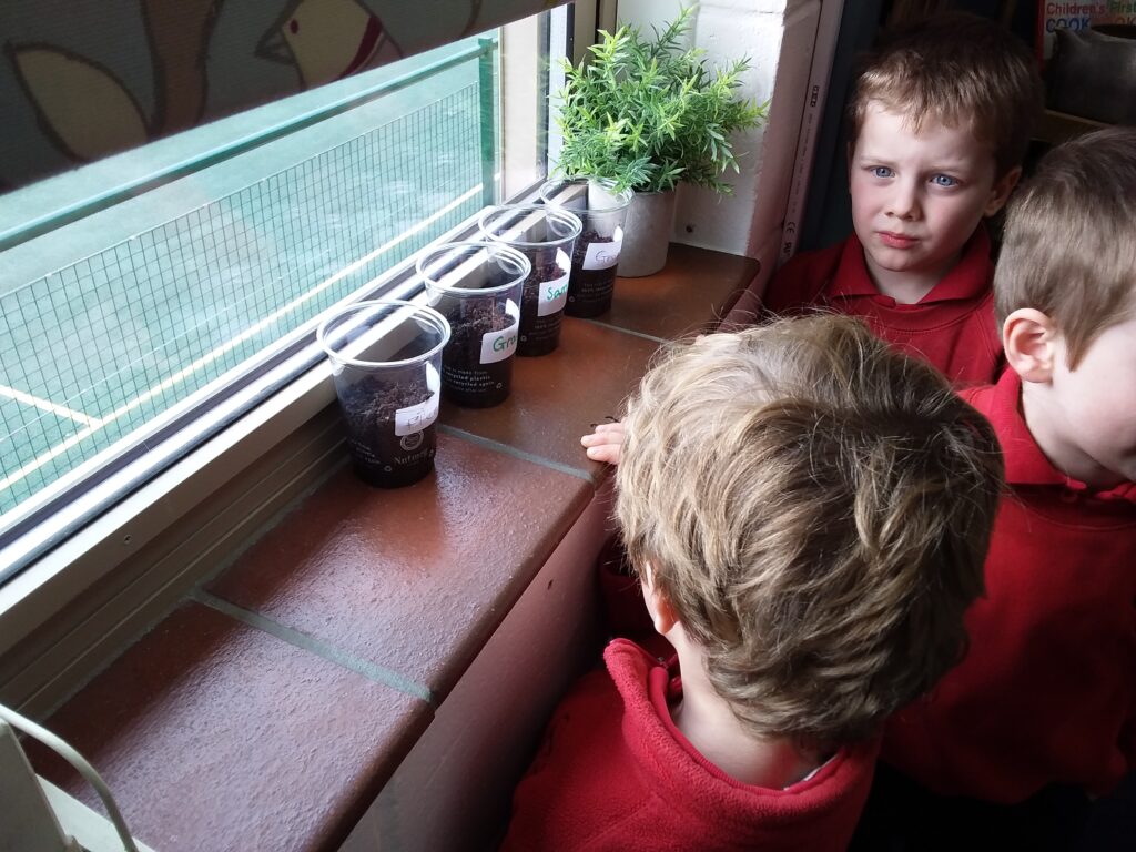 Planting Beans, Copthill School