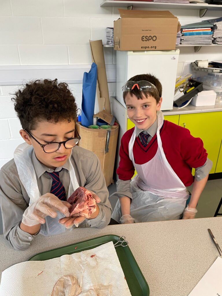Year 6 heart dissections, Copthill School