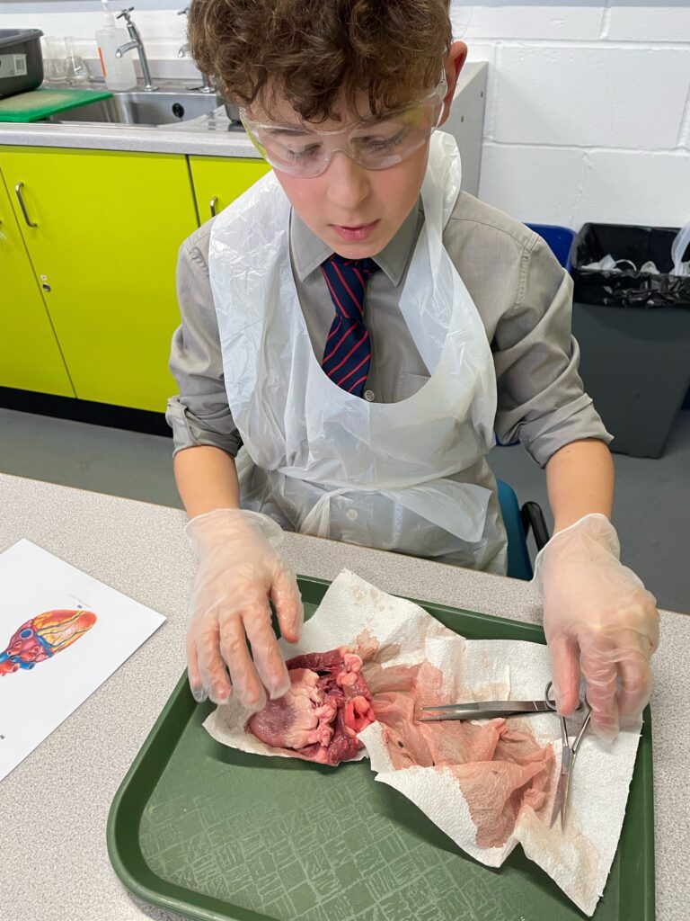 Year 6 heart dissections, Copthill School